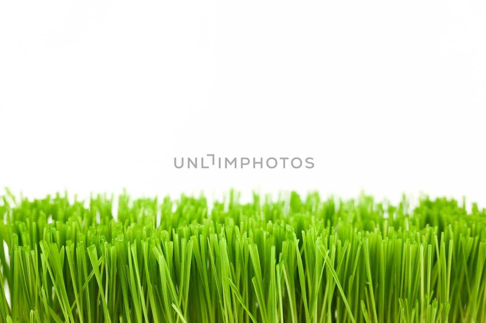 Christmas wheat, grass isolated on white background.