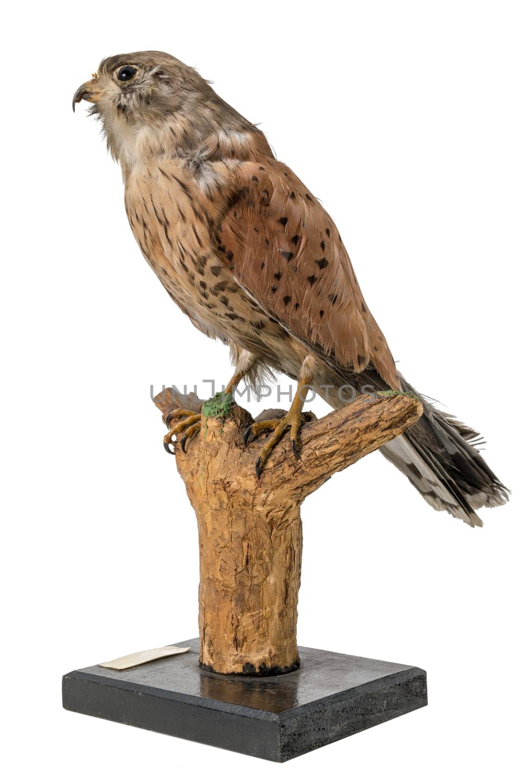 stuffed kestrel female sitting on a branch isolated on white