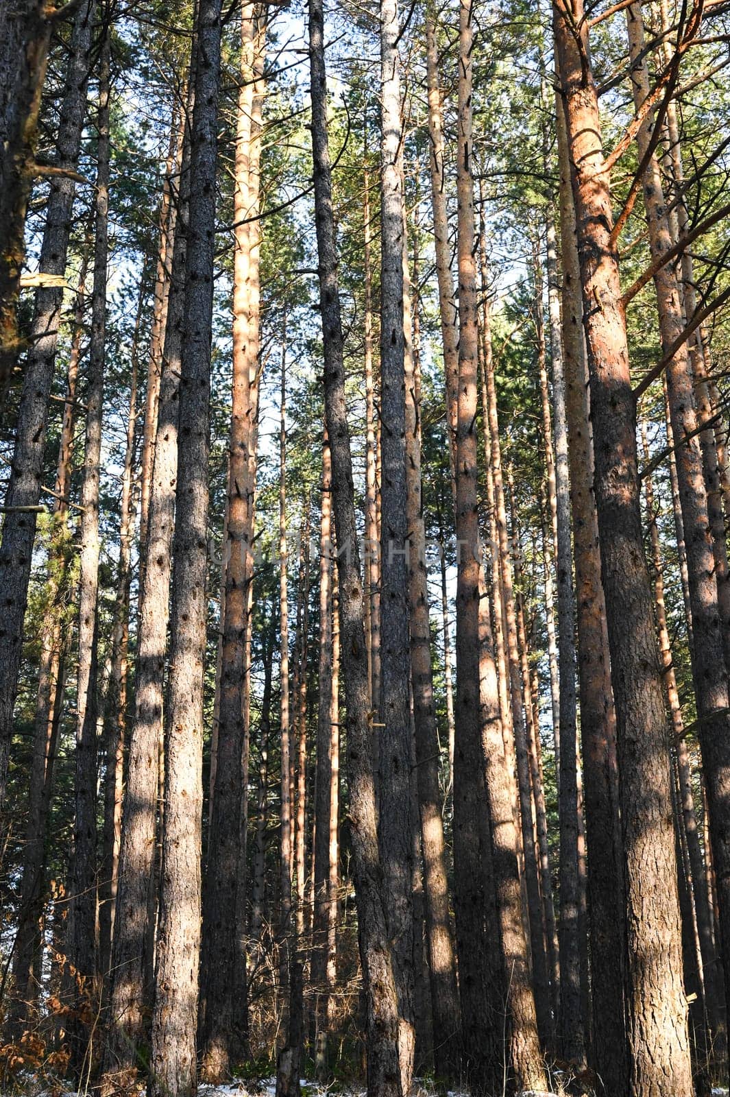 Pine forest during winter, large trees with clear blue sky in Sarajevo on Trebevic mountain