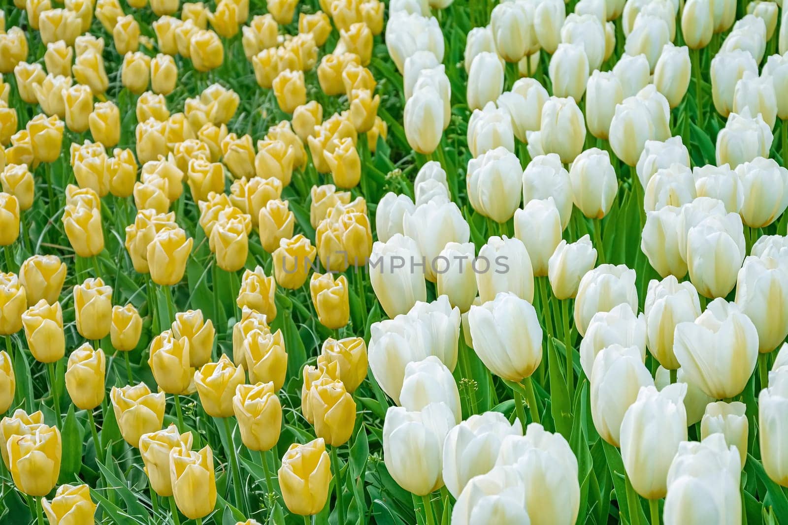 Flowerbed of yellow and white tulips in the garden. Springtime in Netherlands