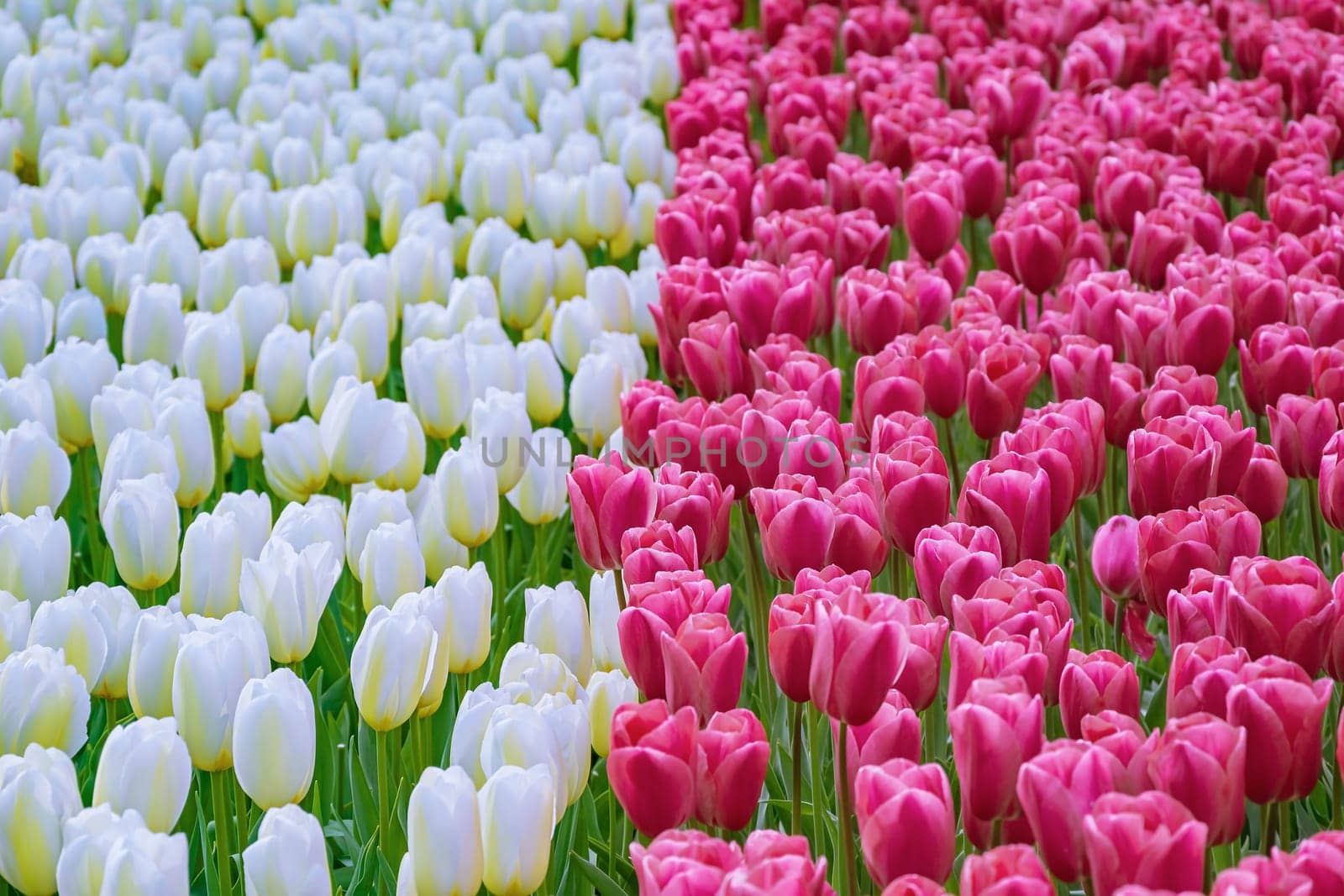 Flowerbed of red and white tulips in the garden. Springtime in Netherlands