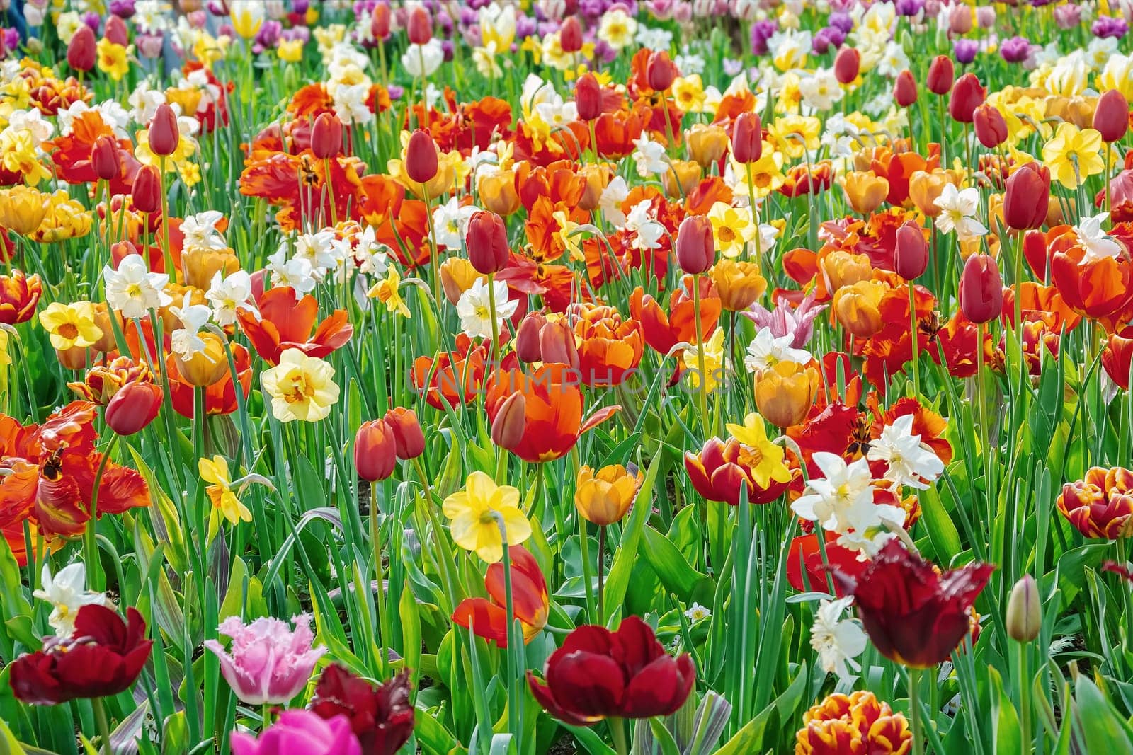Narcissus and Tulips Flowerbed. Spring in the Netherlands