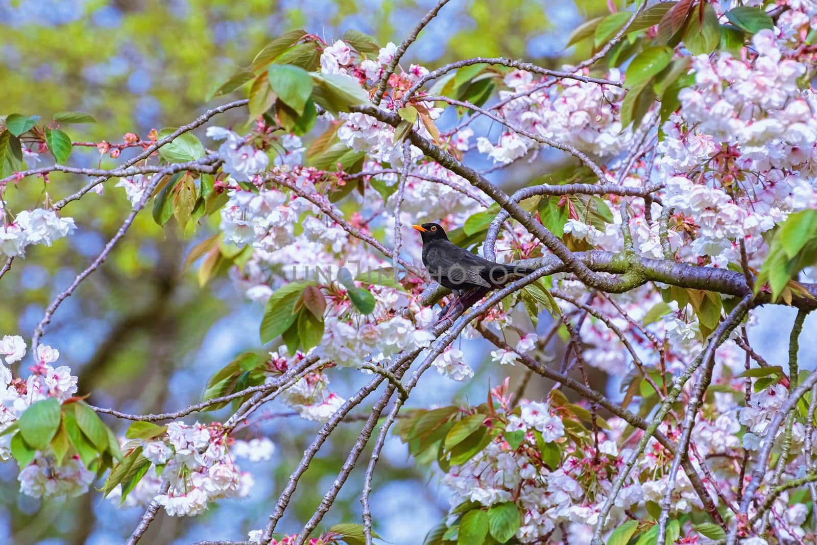 Common blackbird on a branch of sakura