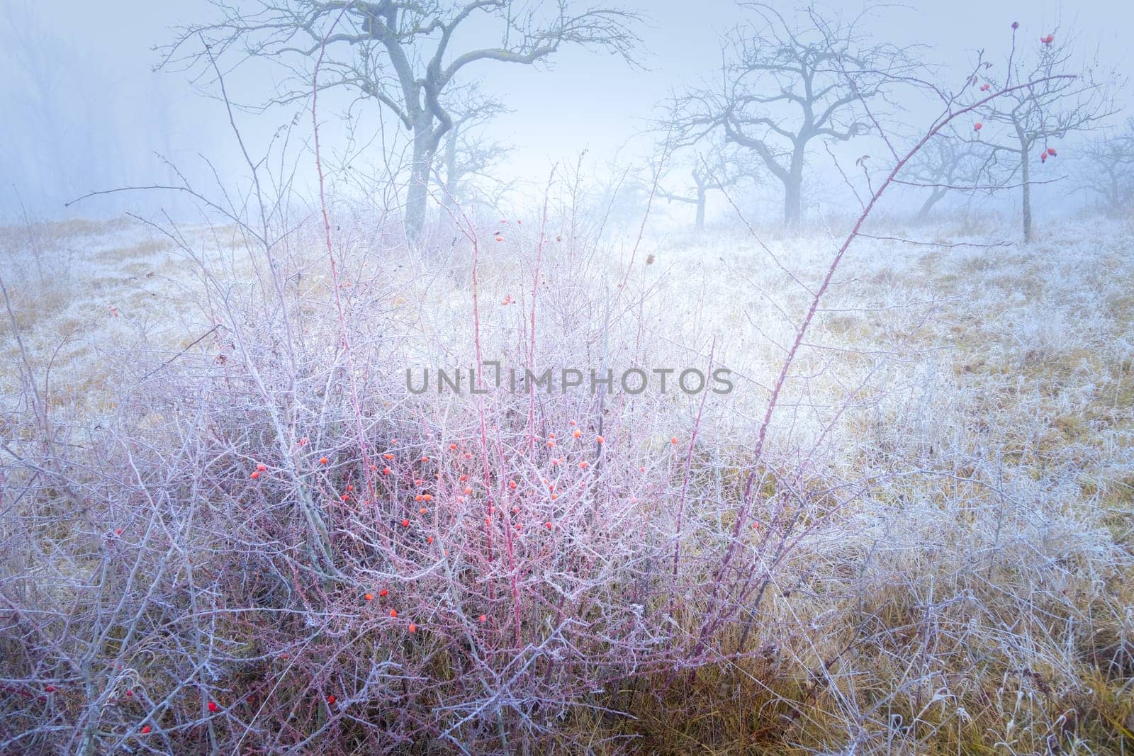 Rimy hassocks on a misty meadow orchard with a rosebush and bald apple trees