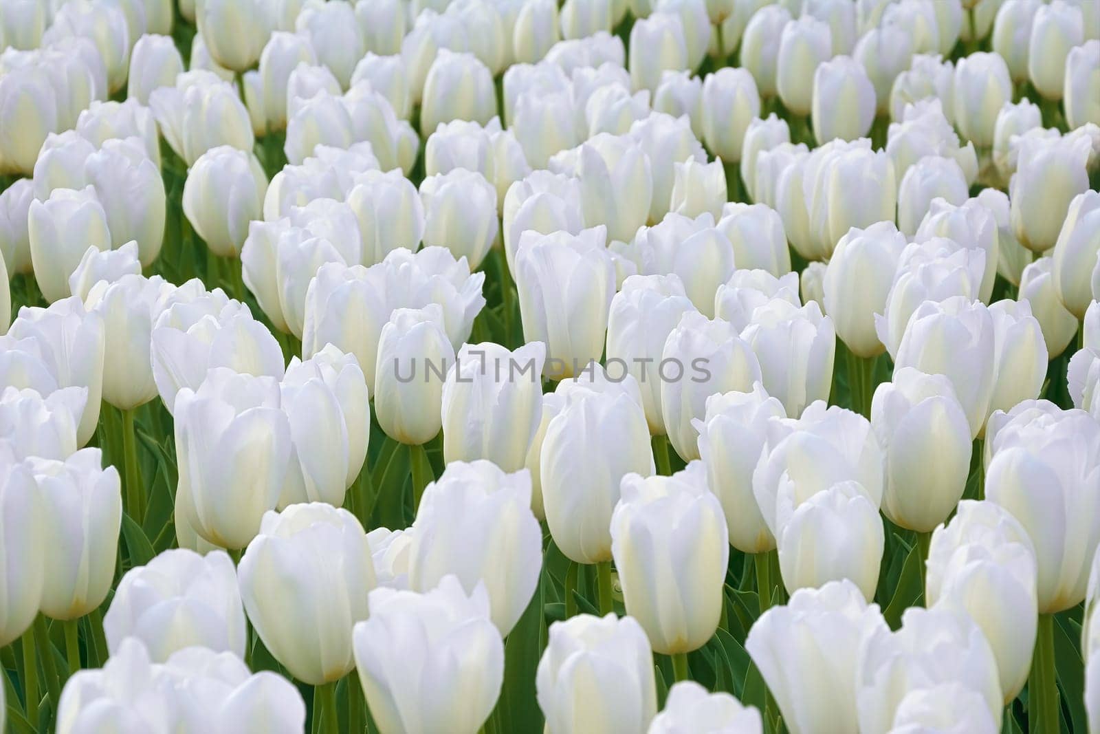 Flowerbed of white tulips in the garden. Springtime in Netherlands