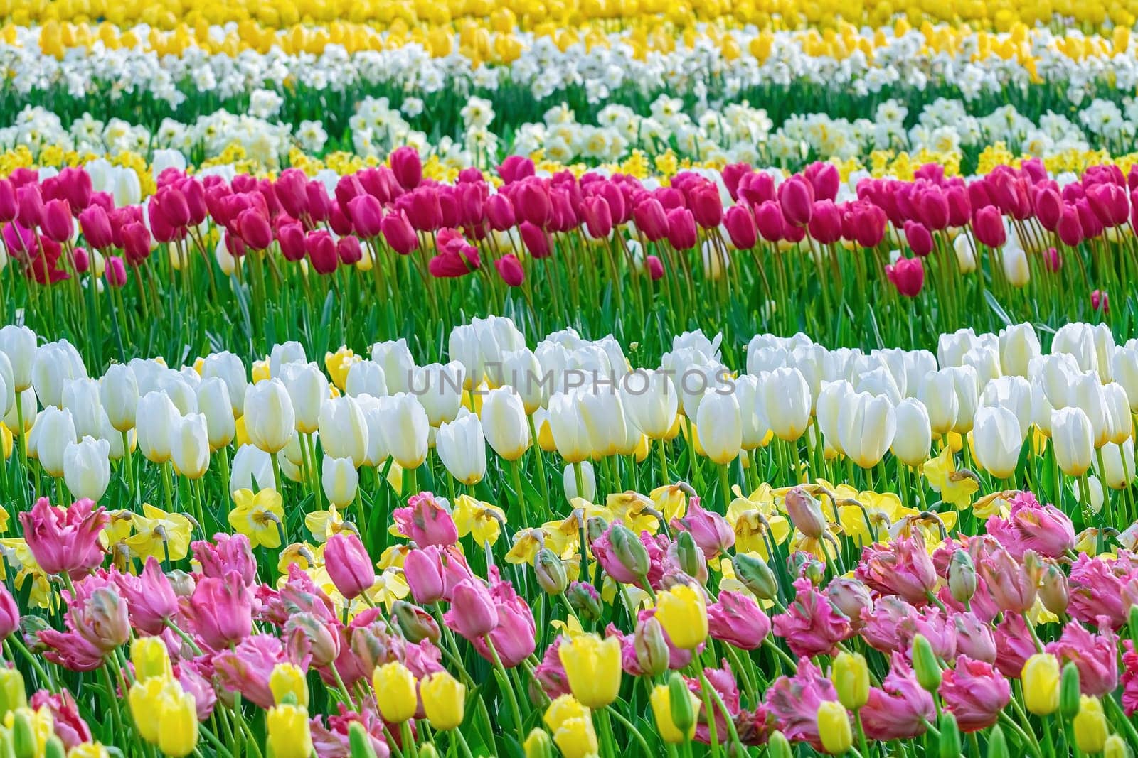Flowerbed of tulips in the garden. Springtime in Netherlands