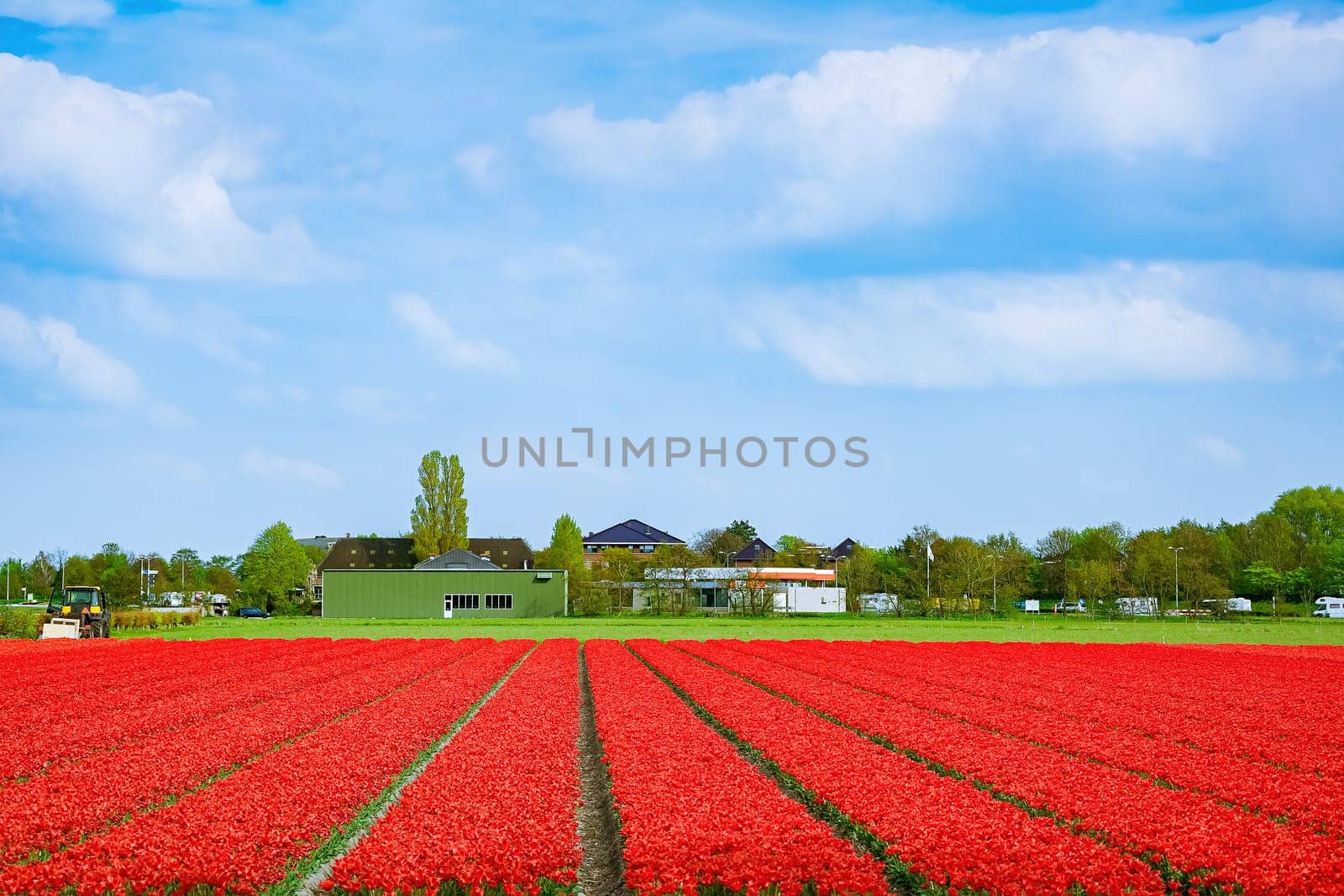 Field of red tulips in the Netherlands
