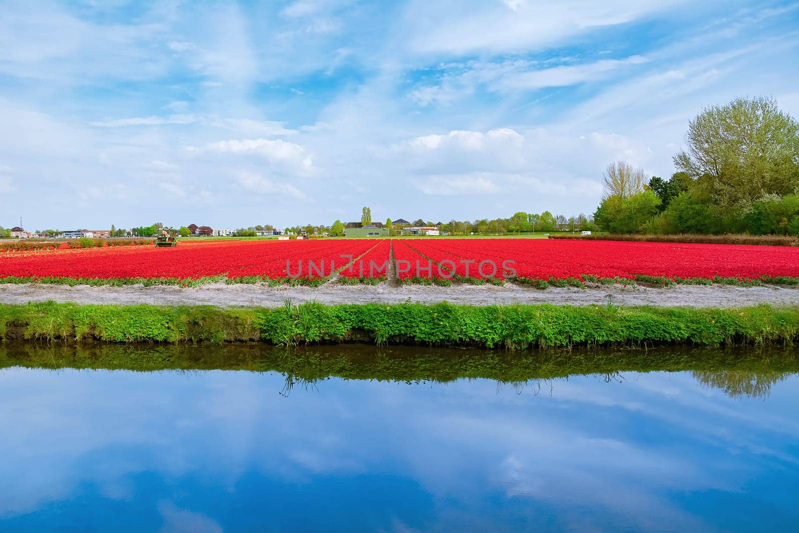 Field of red tulips in the Netherlands