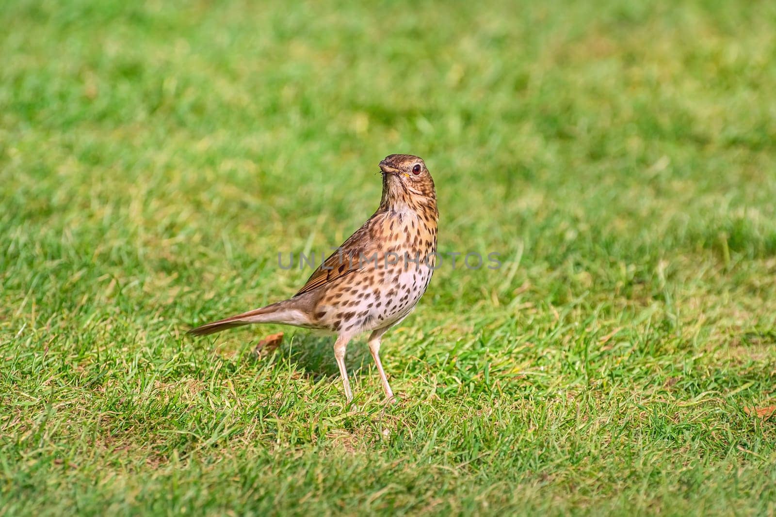 Song thrush on the grass looking for a food