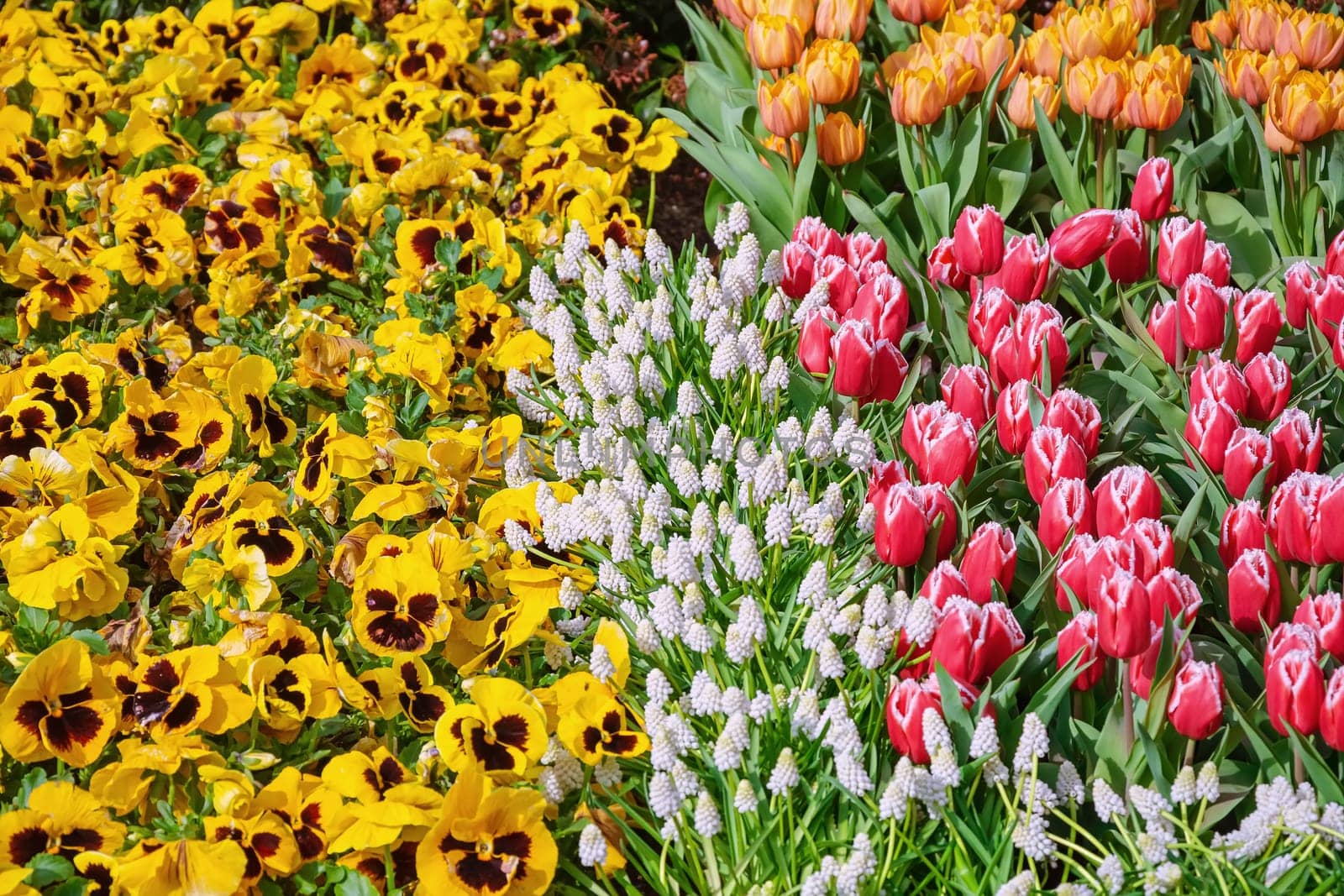 Muscari Armeniacum, Pansies and Tulips Flowerbed in the Park
