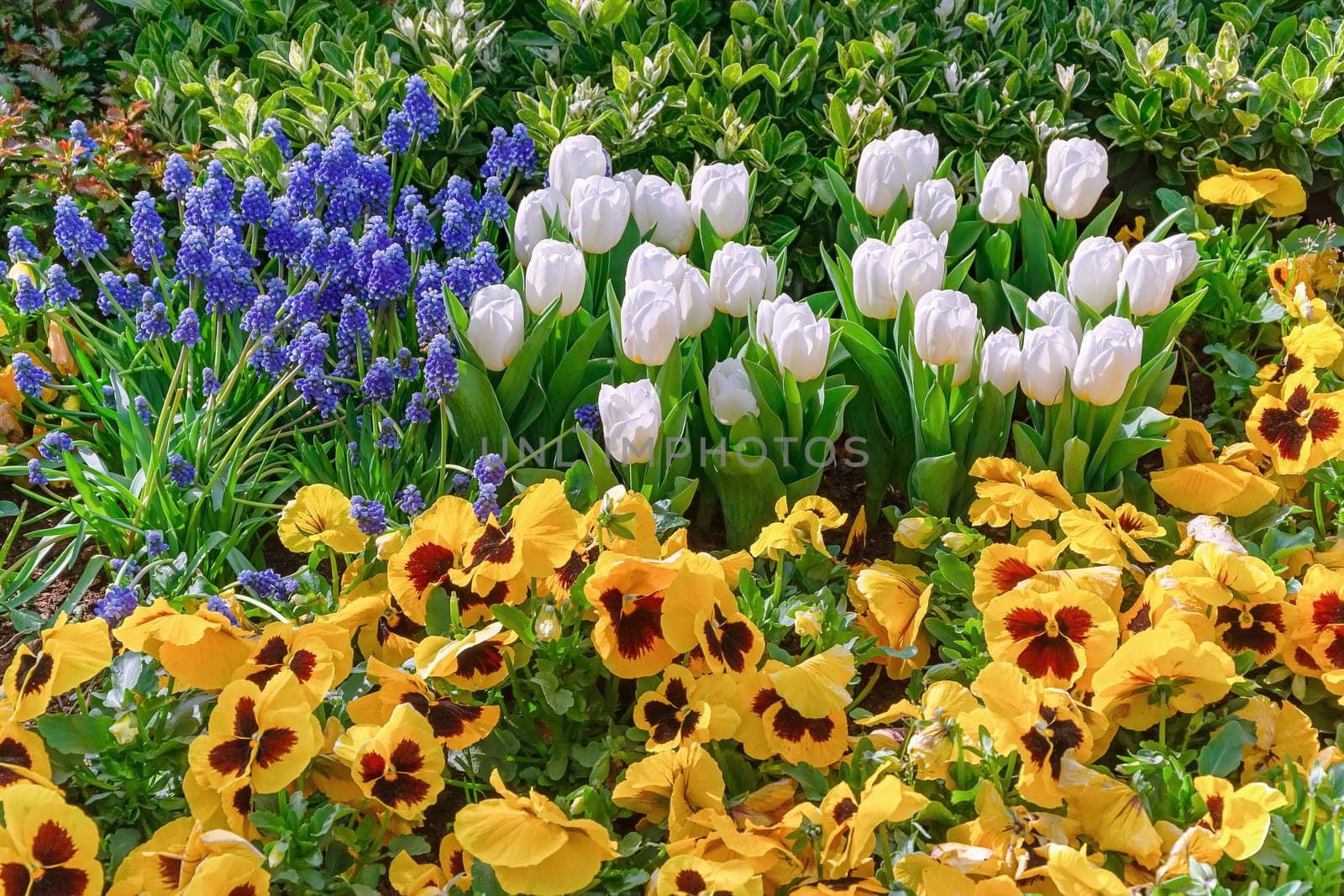 Muscari Armeniacum, Pansies and Tulips Flowerbed in the Park