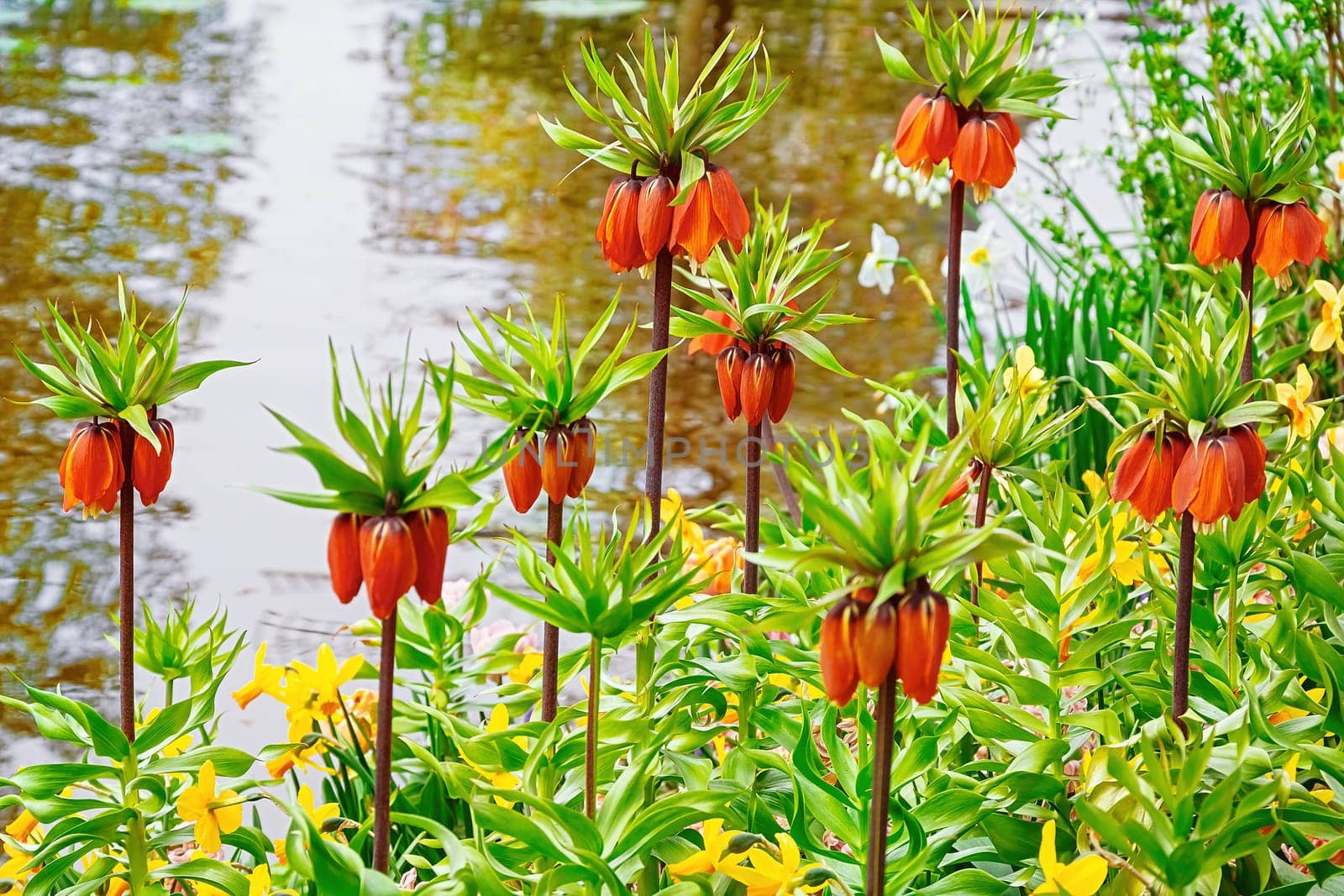 Flowers on the bank of the river