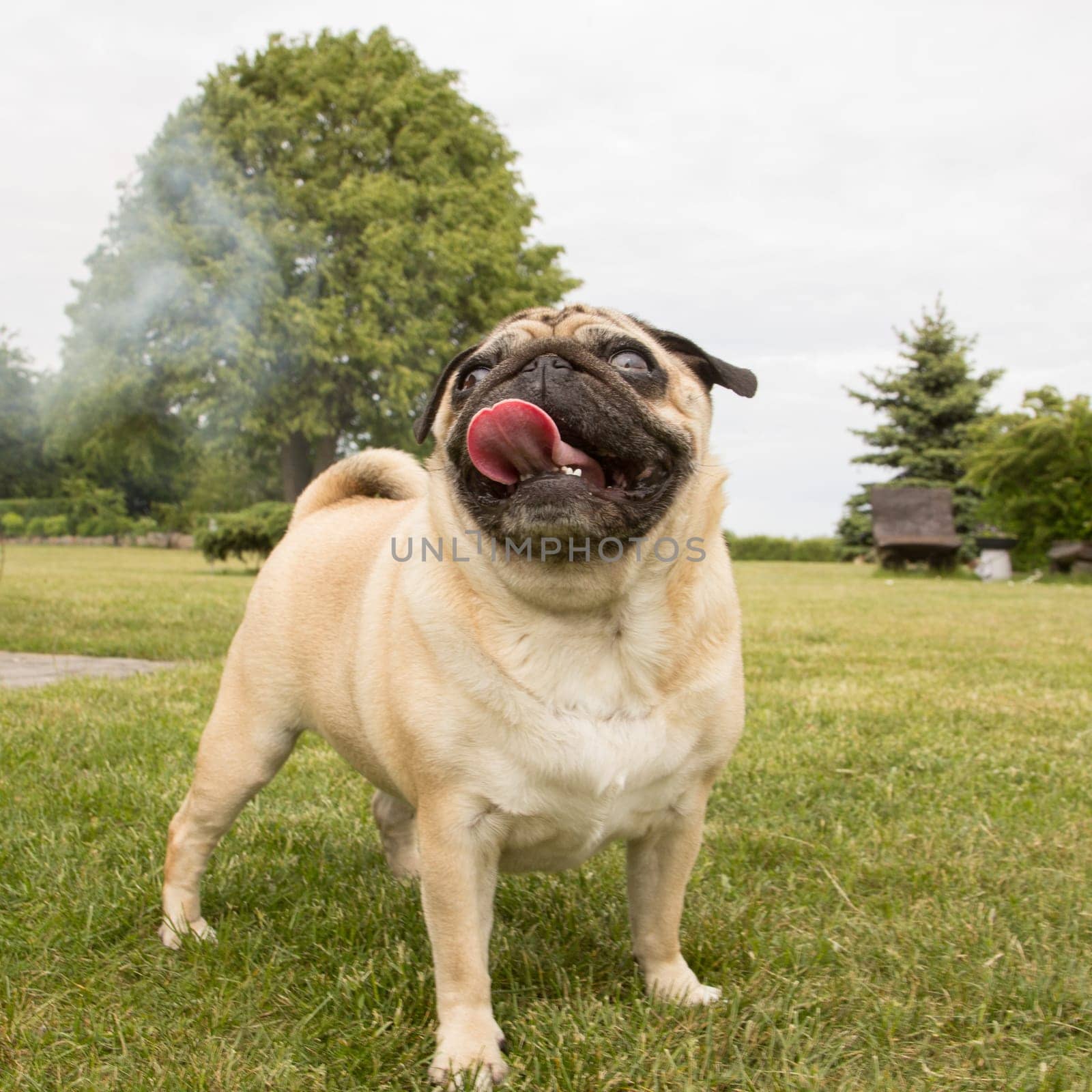 Portrait of nice pug dog in outdoors in hot summer day