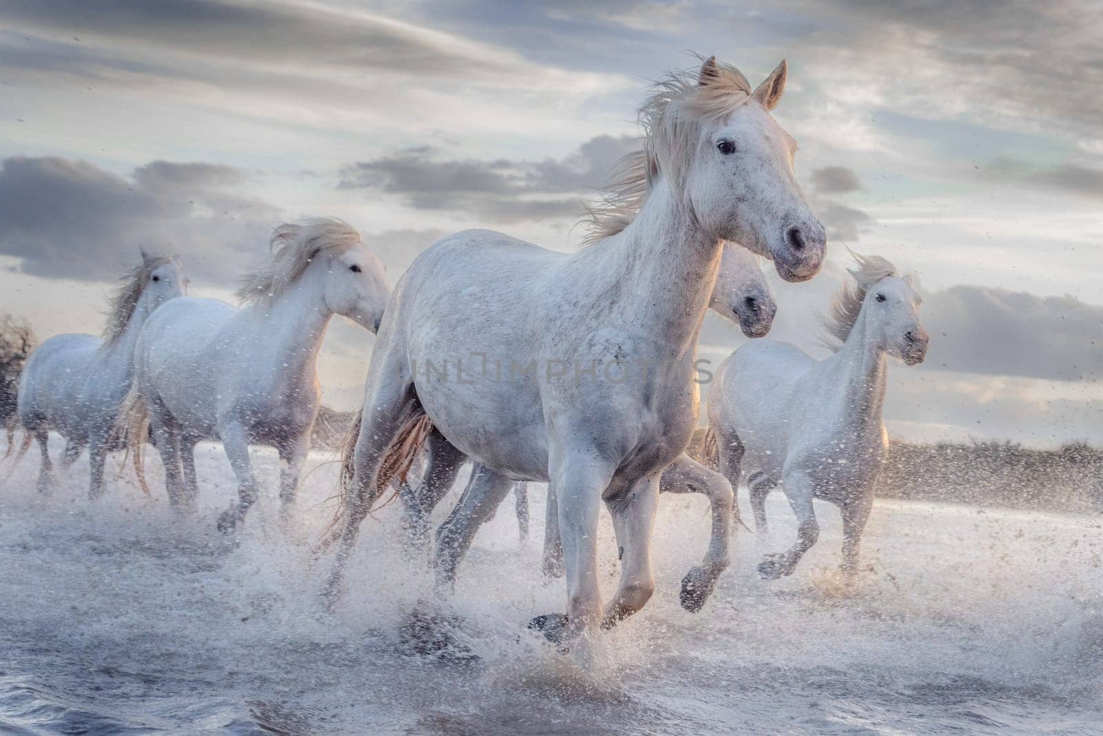 Herd of white horses running through the water. Image taken in Camargue, France.