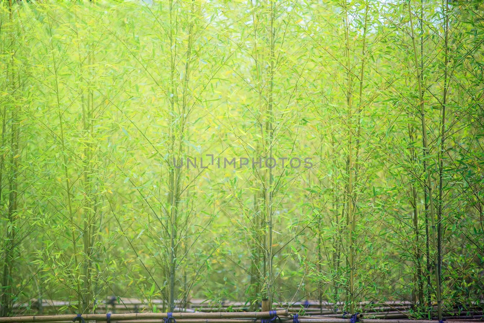 The bamboo forest light with the sun and show the nice green style