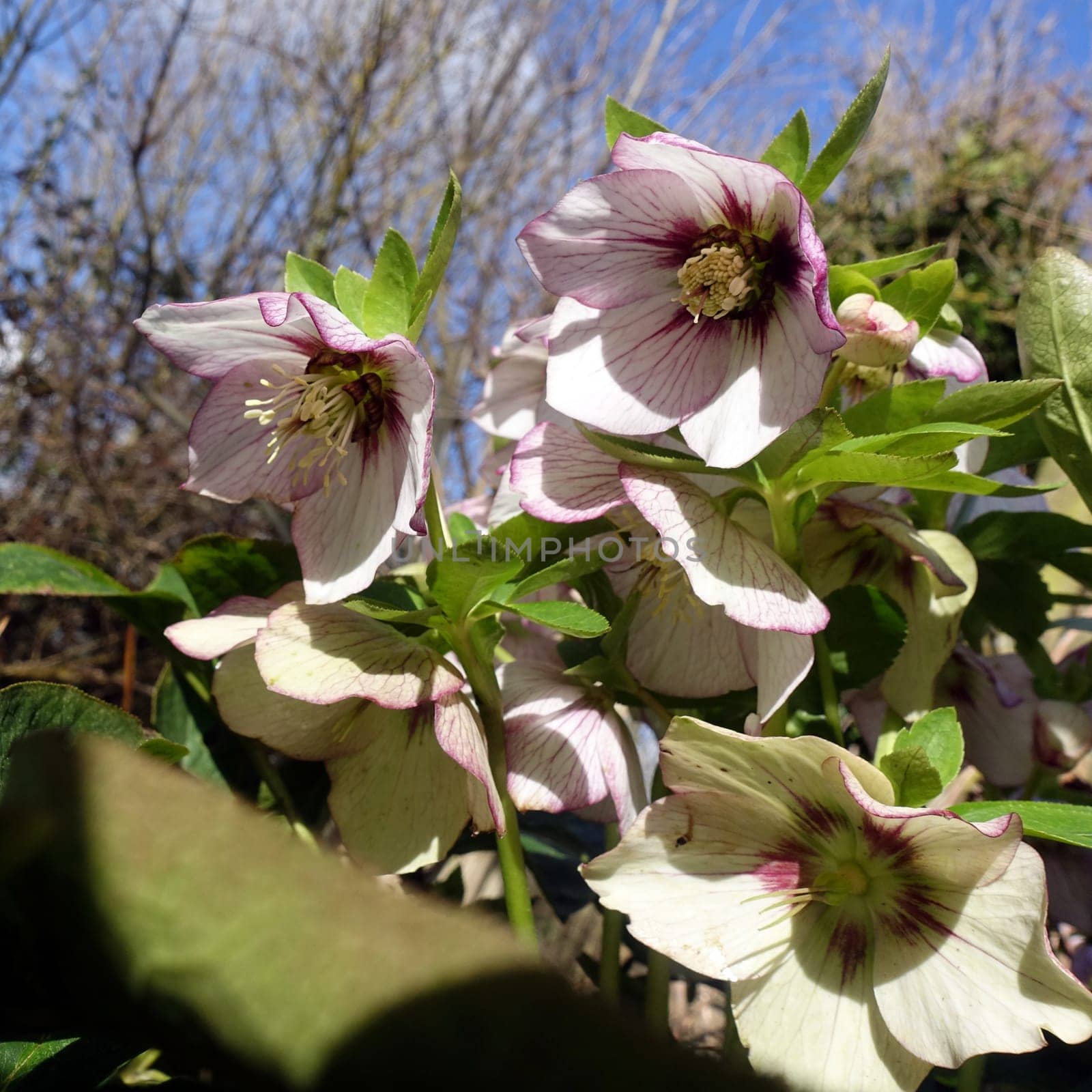 Christmas rose or black hellebore (Helleborus niger) - flowering plant