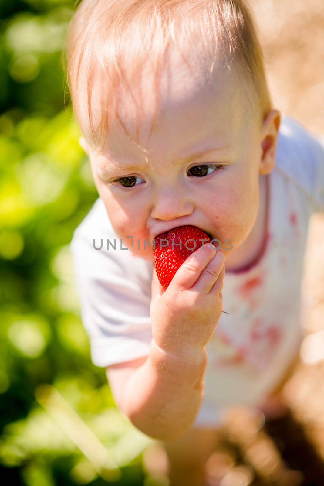 Cute little child eating strawberries, outside in backyard garden