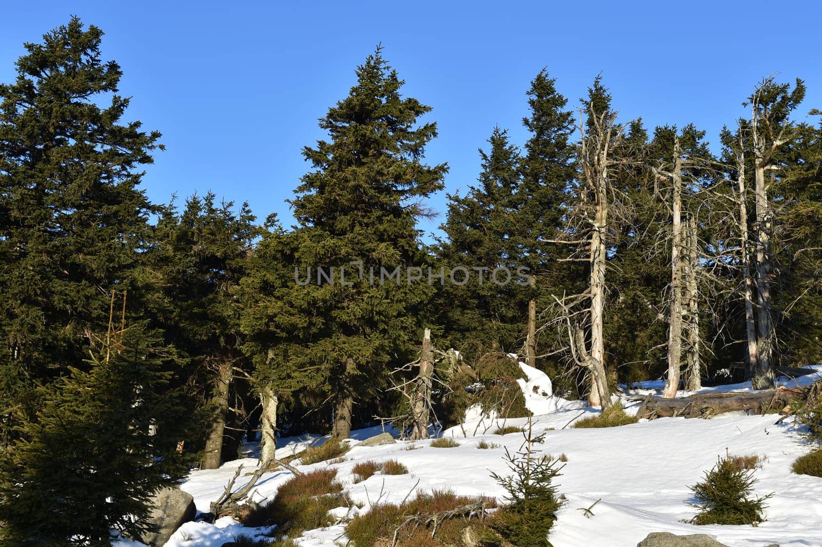 Winter forest