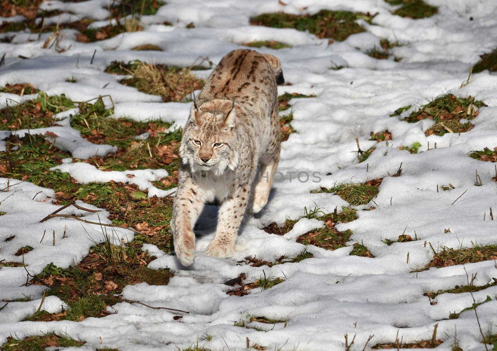 Lynx in winter