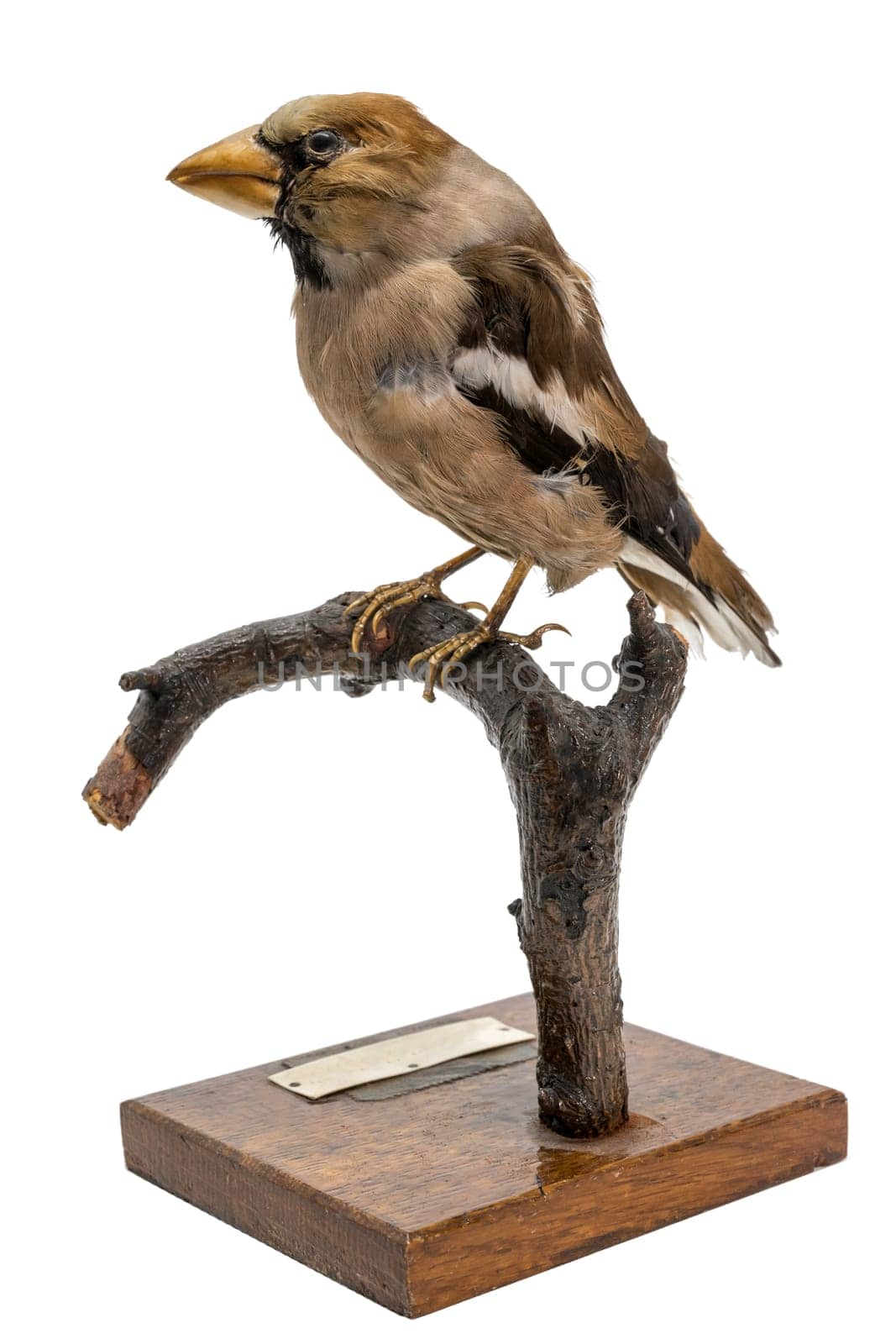 stuffed hawfinch sitting on a branch isolated on white