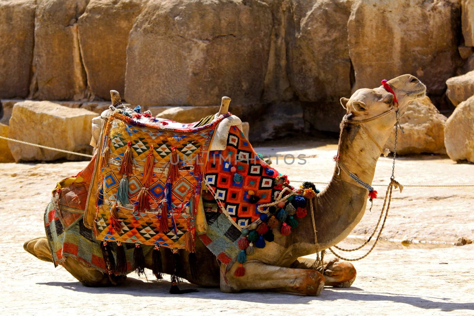 Camel lay with traditional Bedouin saddle in Egypt.
