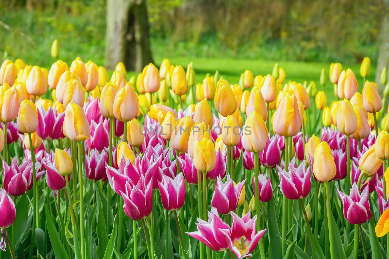 Flowerbed of tulips in the garden. Springtime in Netherlands