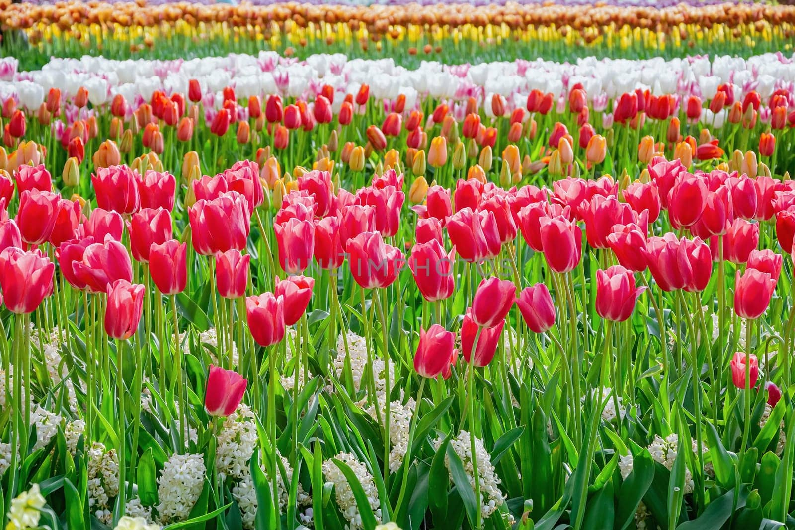 Flowerbed of tulips in the garden. Springtime in Netherlands