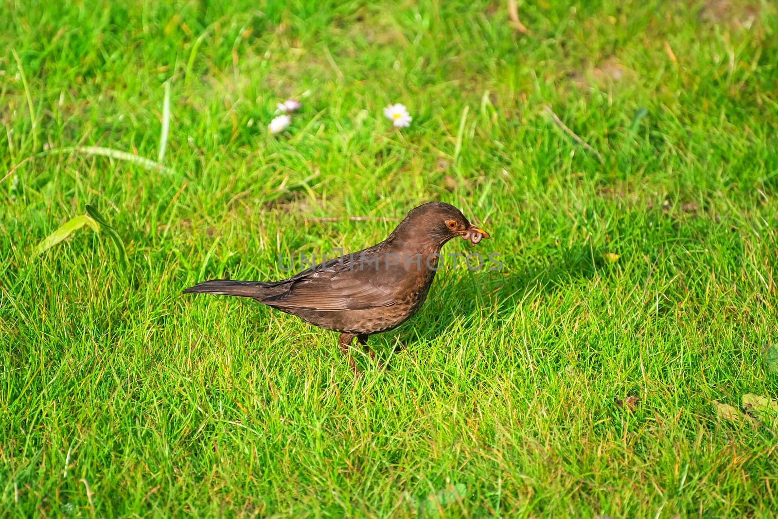 Common blackbird on the grass looking for a food