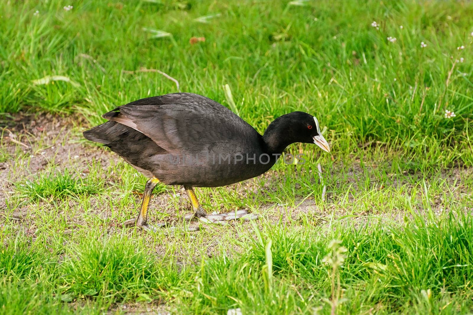 Eurasian coot (Fulica atra) at the shore