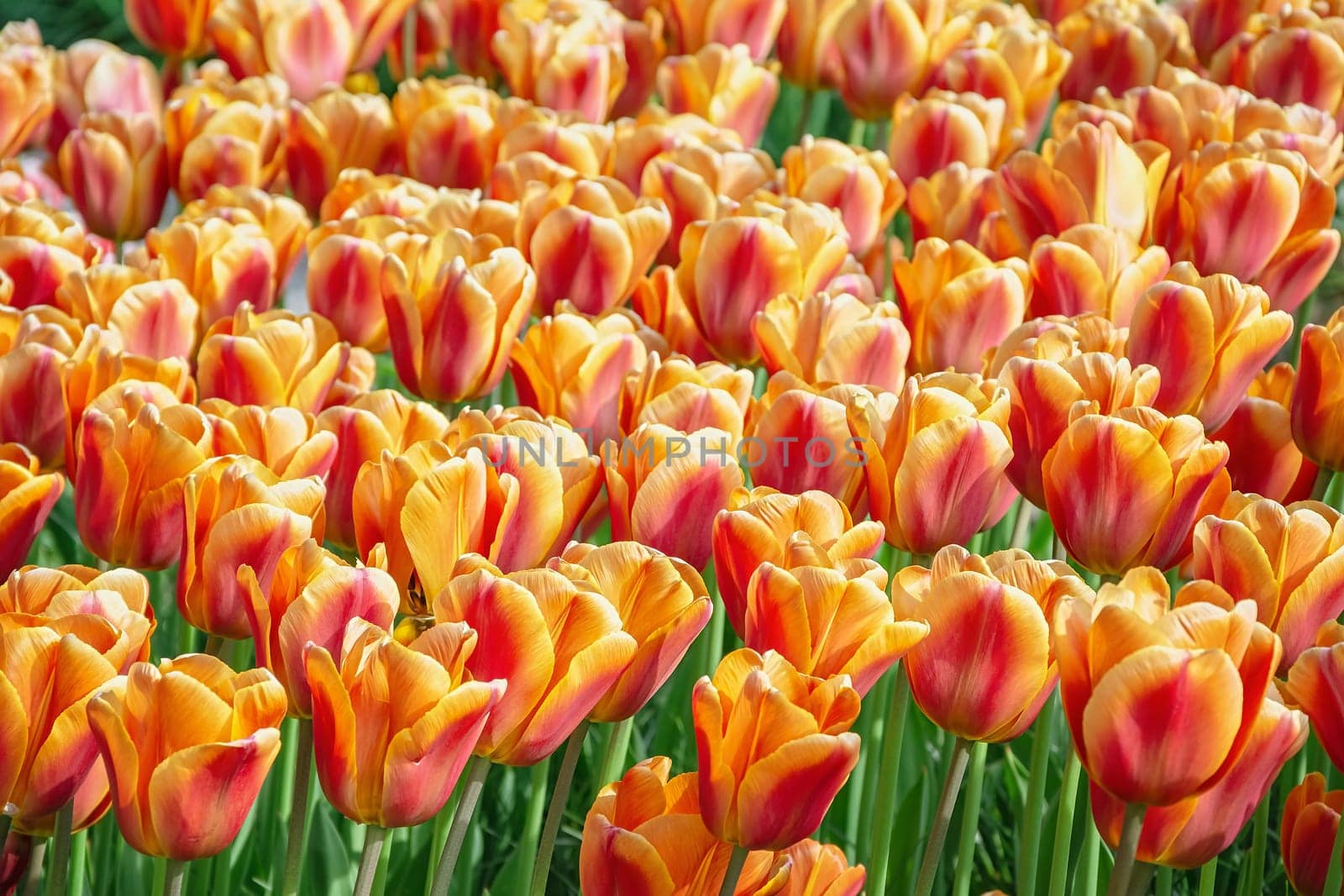 Flowerbed of tulips in the garden. Springtime in Netherlands