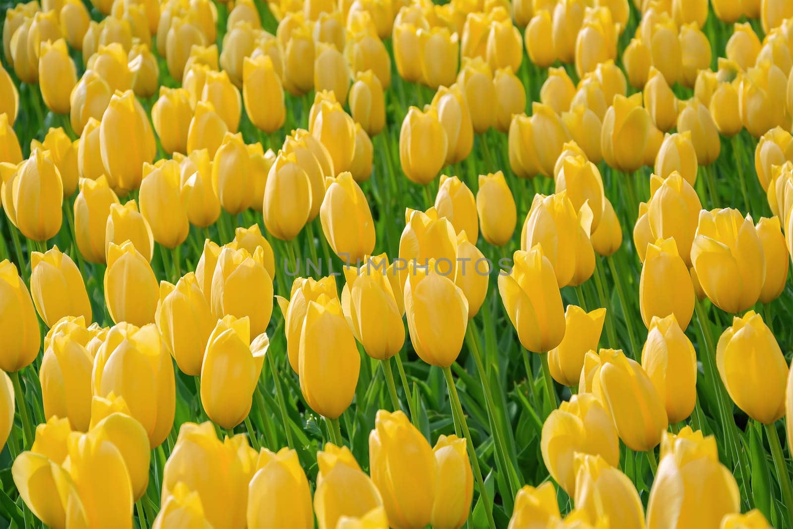 Flowerbed of tulips in the garden. Springtime in Netherlands