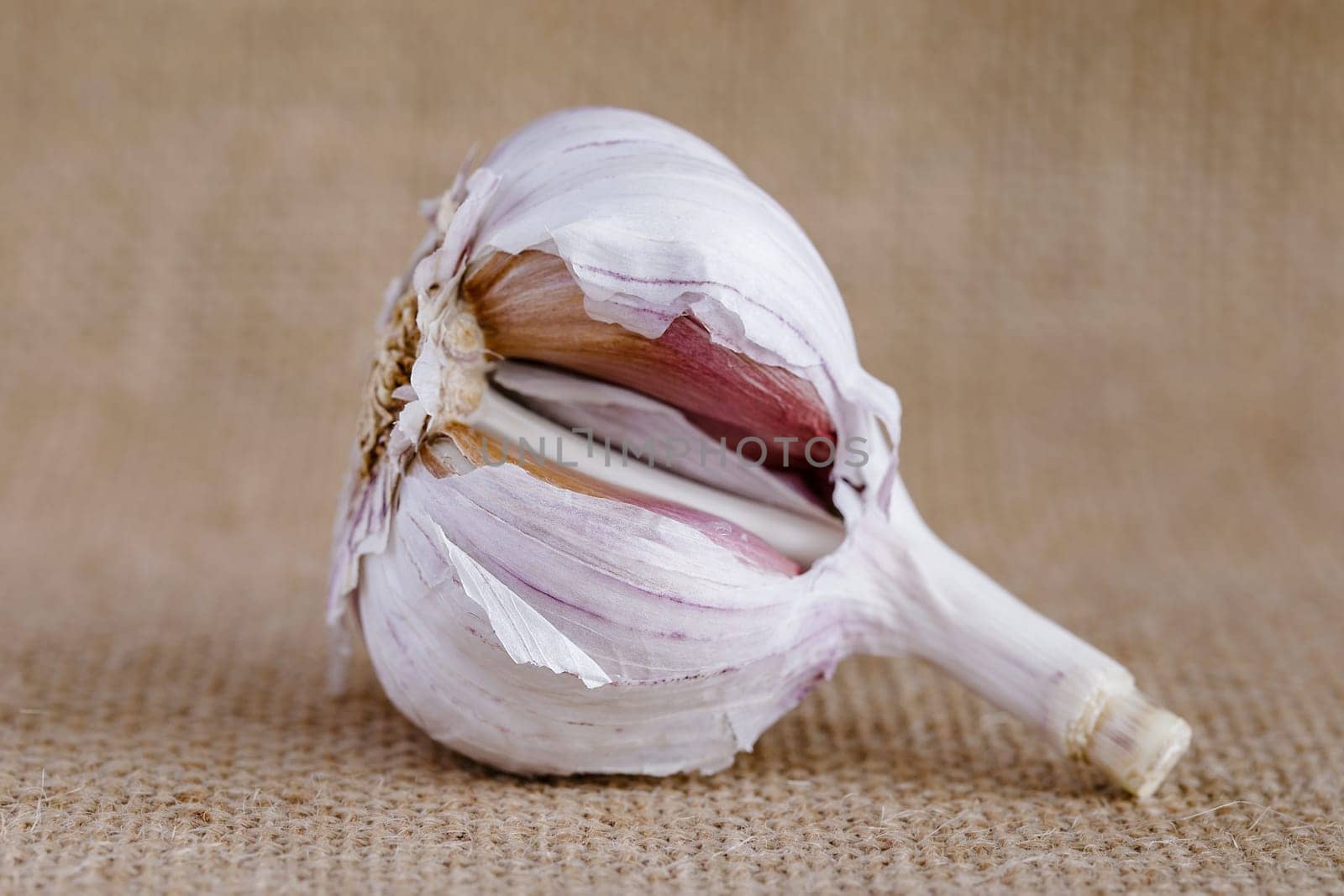Head of fresh garlic on burlap without a single clove