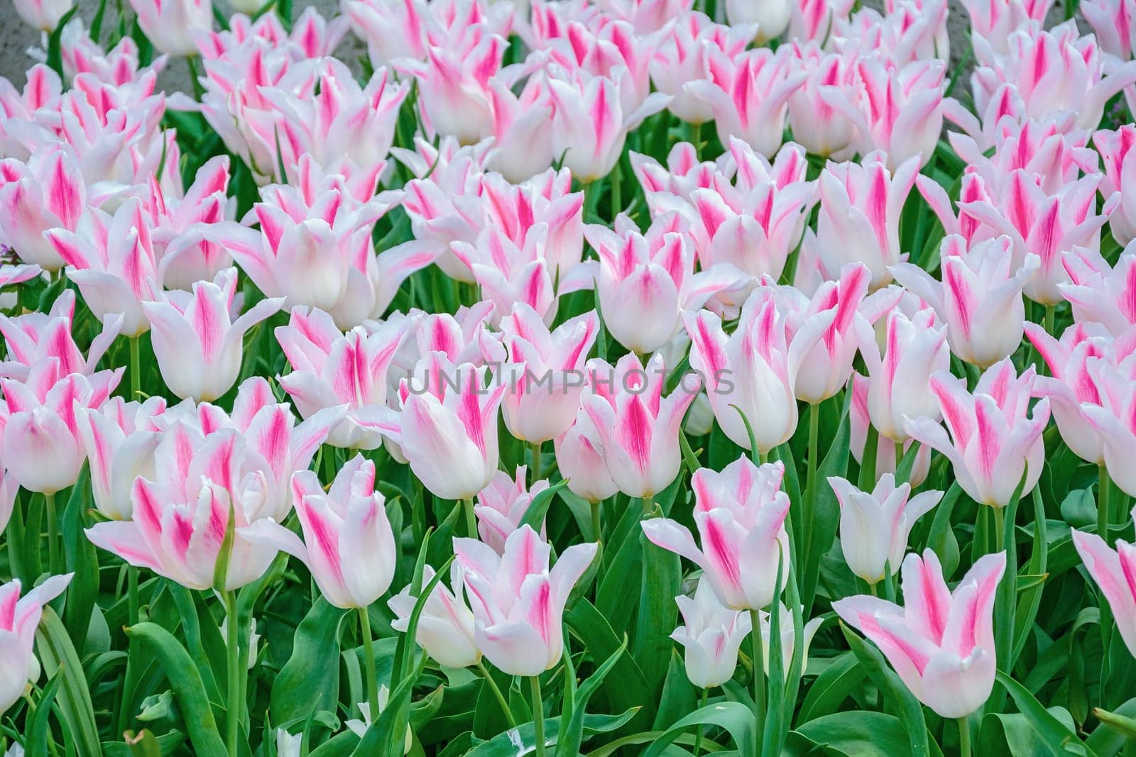 Flowerbed of tulips in the garden. Springtime in Netherlands