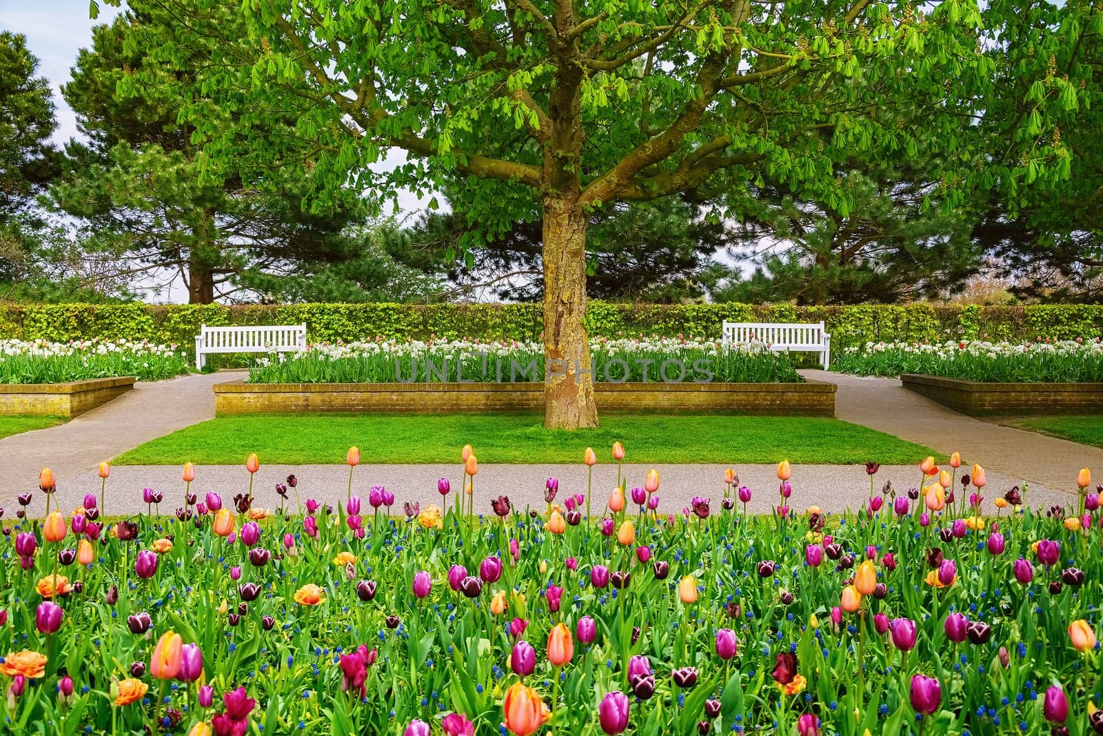 Spring in the park. Lisse, the Netherlands.