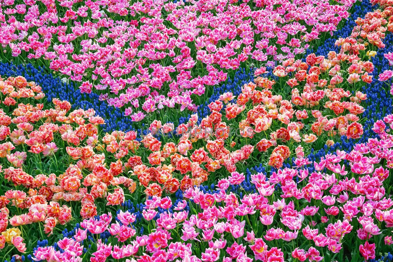 Flowerbed of tulips in the garden. Springtime in Netherlands
