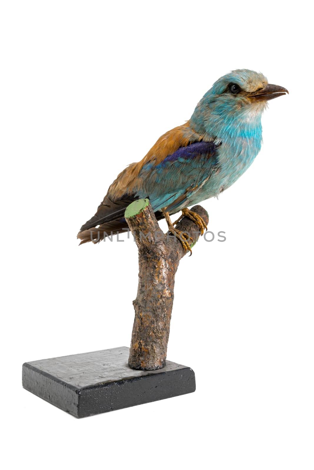 Stuffed, colorful blue rag sits on a branch isolated on white