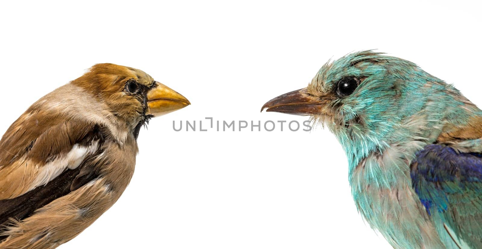 Stuffed blue rags and grosbeak shy away from each other. Isolated on white