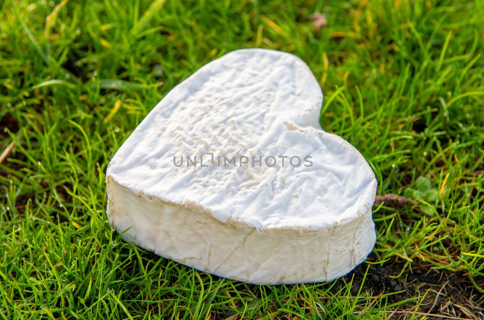 French Neufchatel cheese on the grass