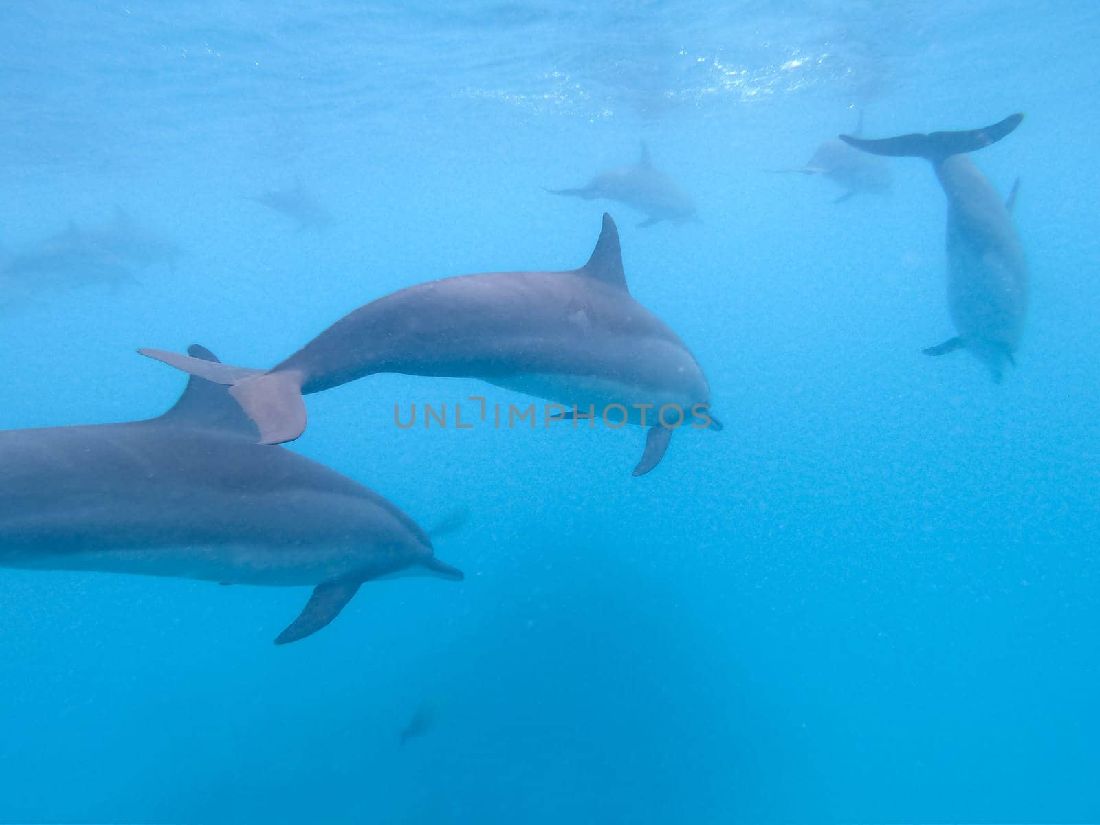 Flock of dolphins playing in the blue water near Mafushi island, Maldives.