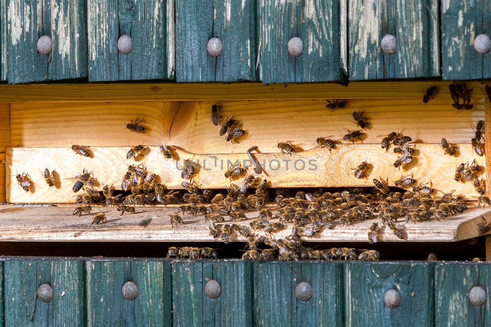 Queen bee - Beekeeping in the Czech Republic - honey bee, details of hive, honeycombs and bees, macro shot