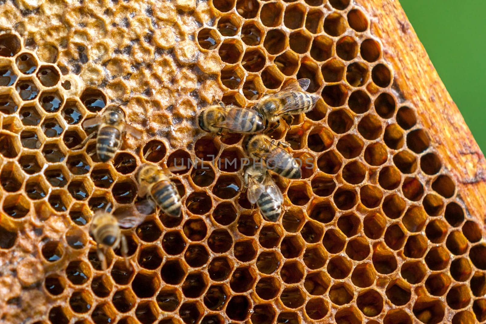 Queen bee - Beekeeping in the Czech Republic - honey bee, details of hive, honeycombs and bees, macro shot