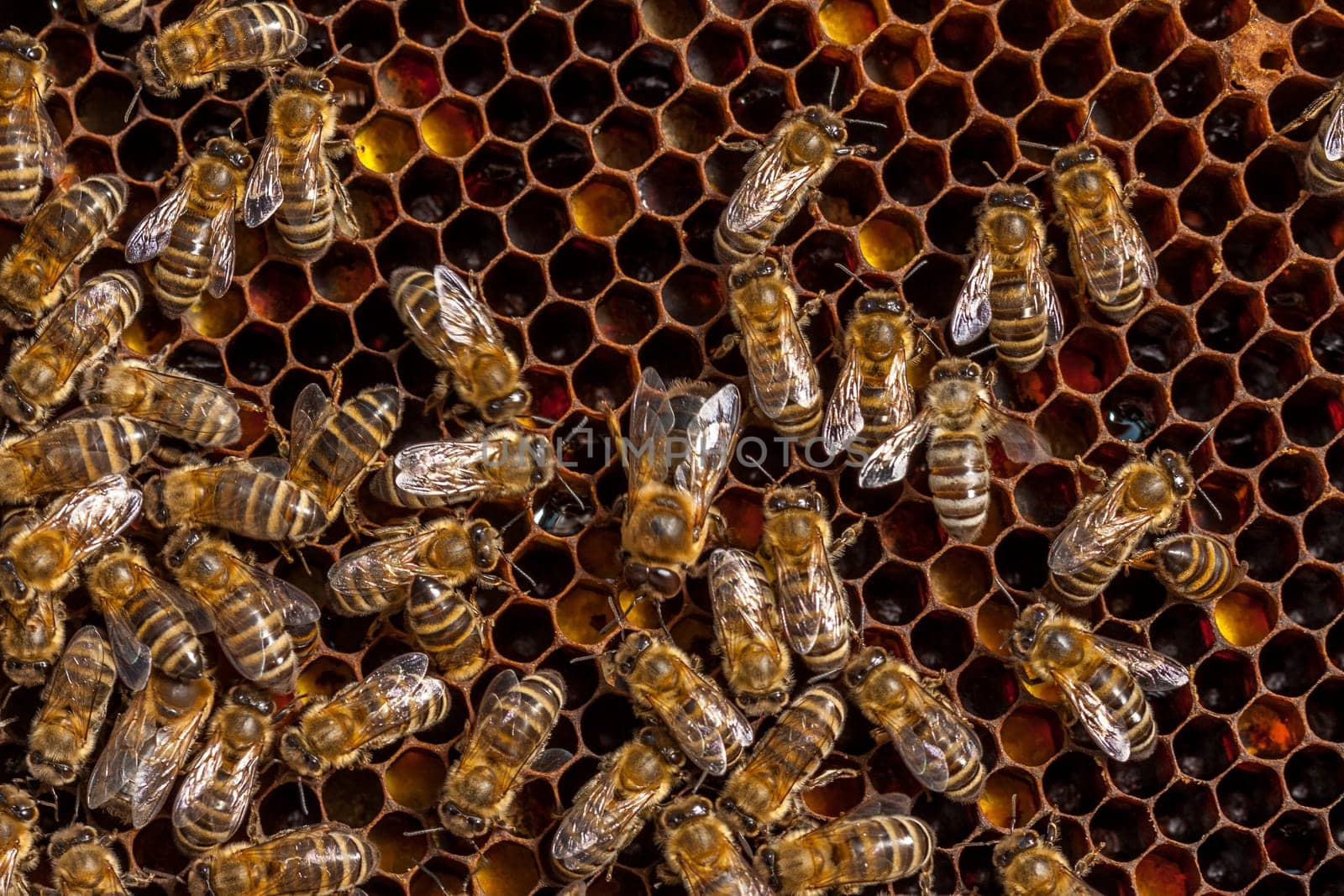 Queen bee - Beekeeping in the Czech Republic - honey bee, details of hive, honeycombs and bees, macro shot
