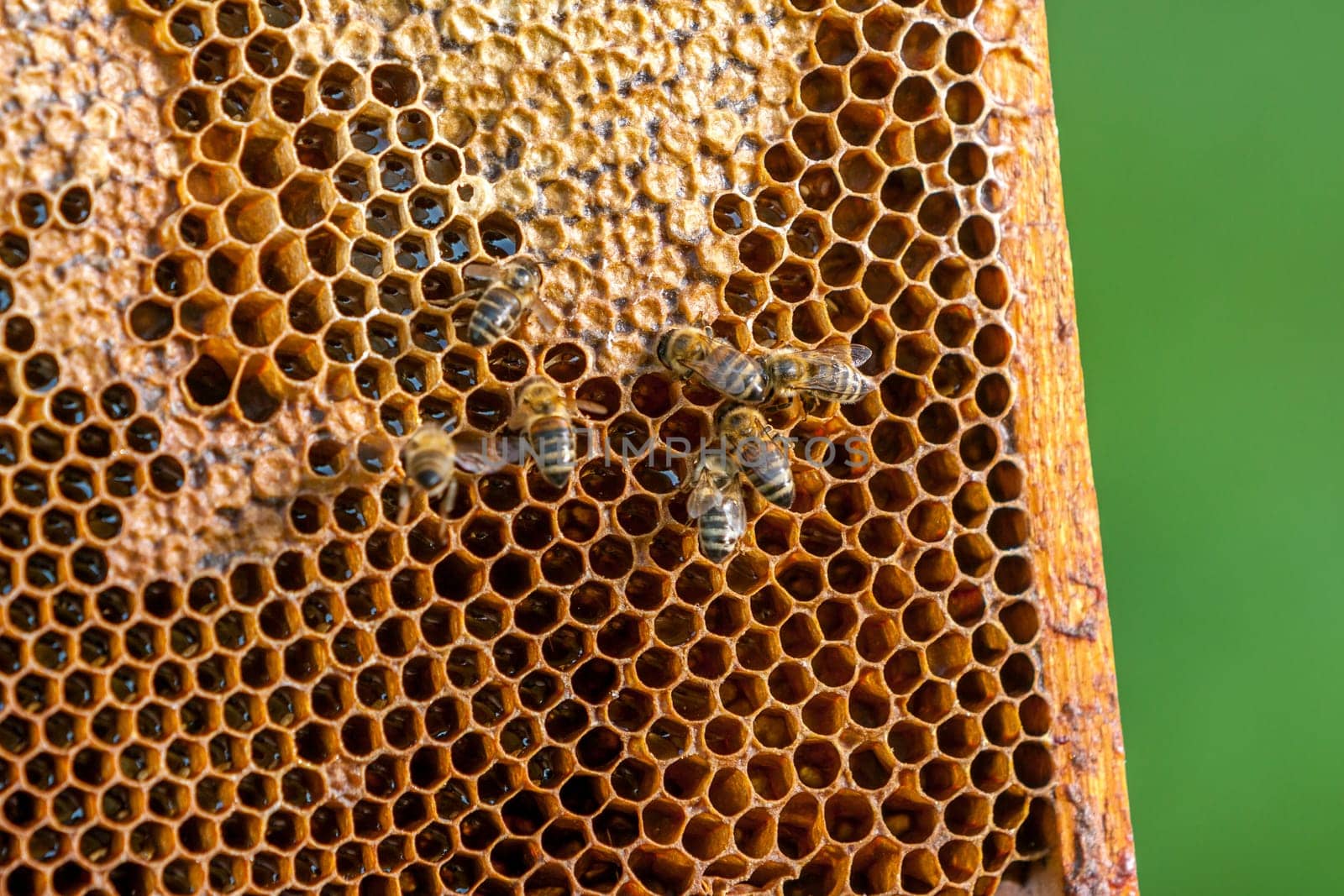 Queen bee - Beekeeping in the Czech Republic - honey bee, details of hive, honeycombs and bees, macro shot