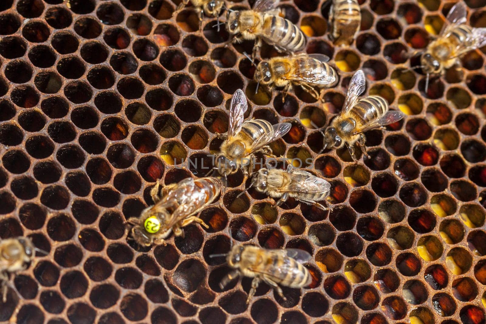 Queen bee - Beekeeping in the Czech Republic - honey bee, details of hive, honeycombs and bees, macro shot