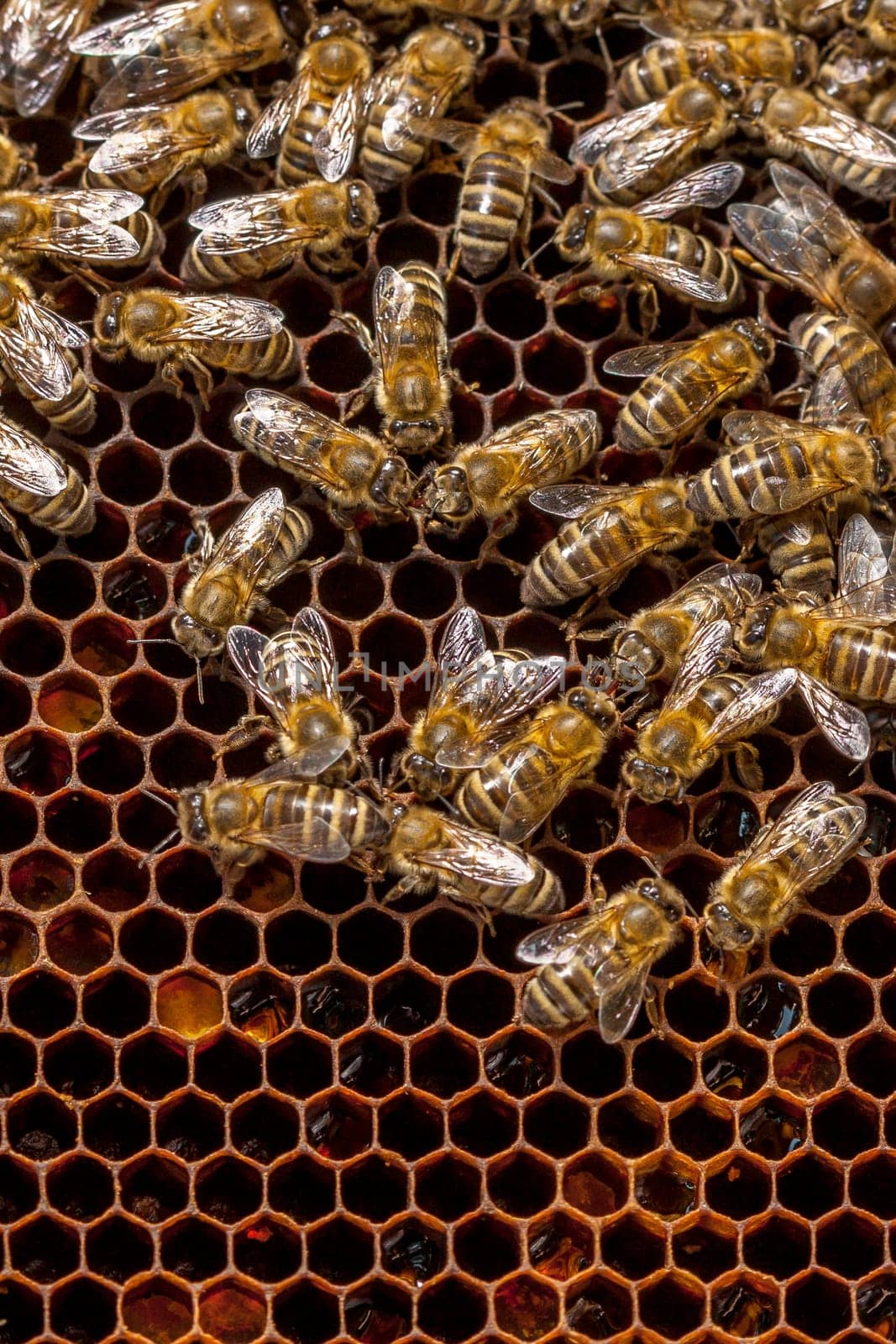 Queen bee - Beekeeping in the Czech Republic - honey bee, details of hive, honeycombs and bees, macro shot