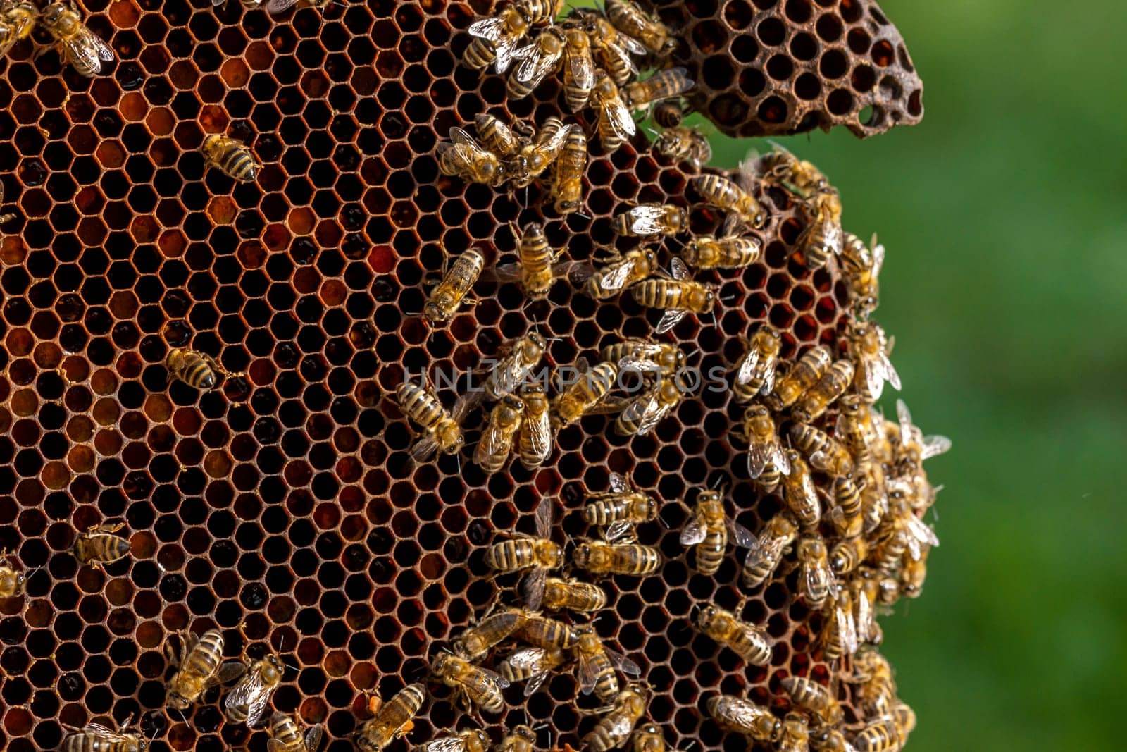Queen bee - Beekeeping in the Czech Republic - honey bee, details of hive, honeycombs and bees, macro shot