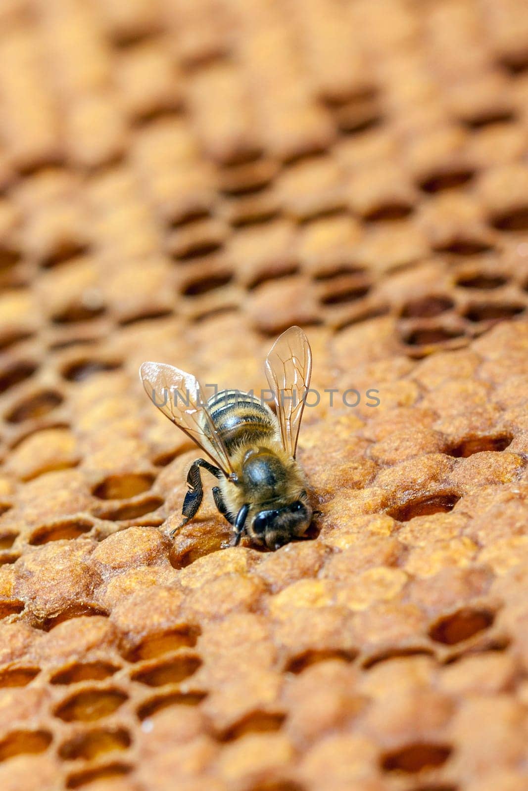 Queen bee - Beekeeping in the Czech Republic - honey bee, details of hive, honeycombs and bees, macro shot