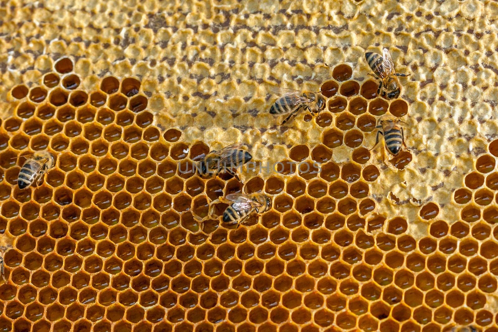 Queen bee - Beekeeping in the Czech Republic - honey bee, details of hive, honeycombs and bees, macro shot