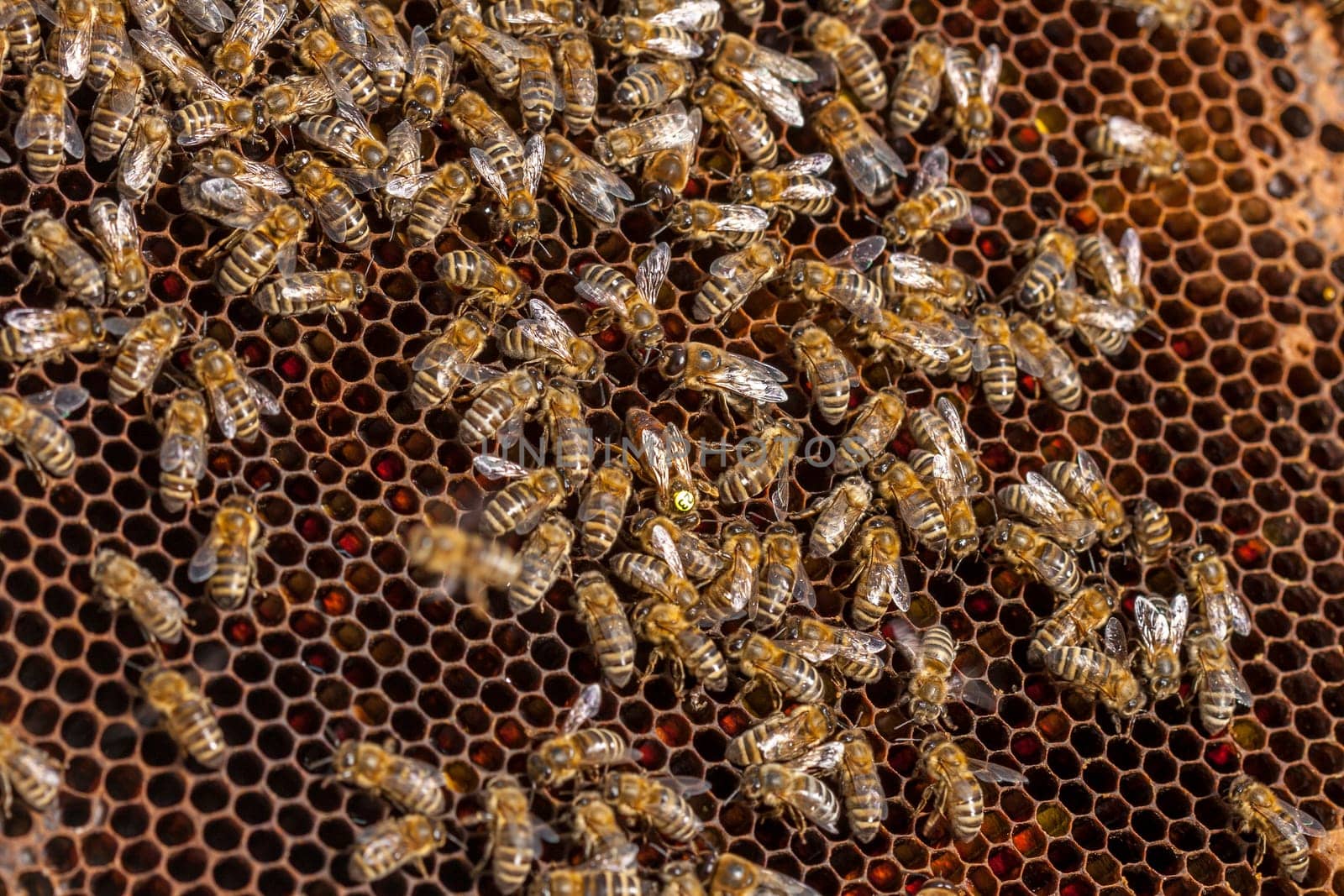Queen bee - Beekeeping in the Czech Republic - honey bee, details of hive, honeycombs and bees, macro shot