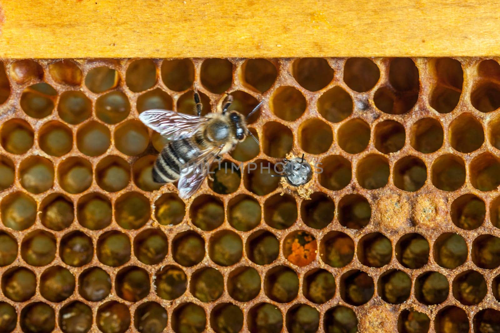 Queen bee - Beekeeping in the Czech Republic - honey bee, details of hive, honeycombs and bees, macro shot